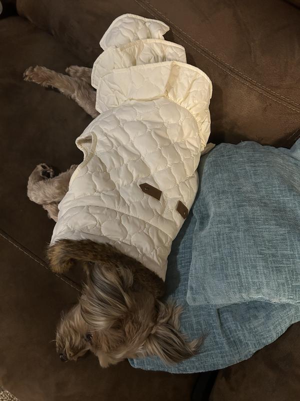 Ellie cozy in her new coat