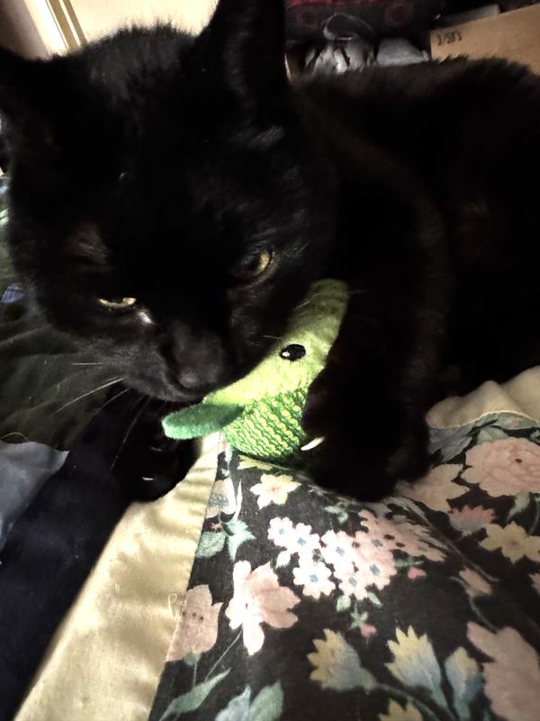 LEAVE MY PICKLE ALONE!