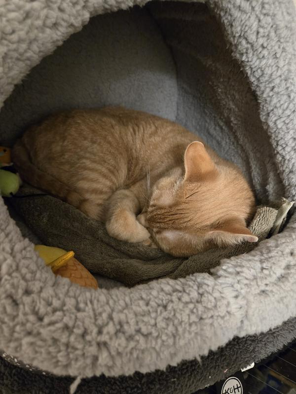 We love how he covers his eyes when he cuddles 😍