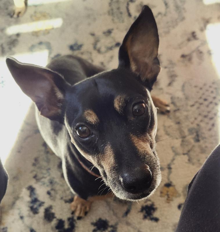 Happy pup after a Beneful dinner.