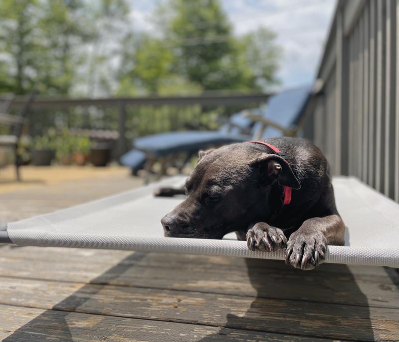 FRISCO SteelFramed Elevated Dog Bed, Brown, Medium