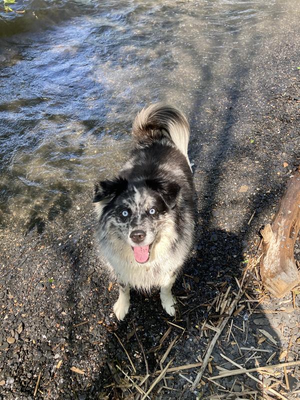 Happy outdoor …pups for their treats !
