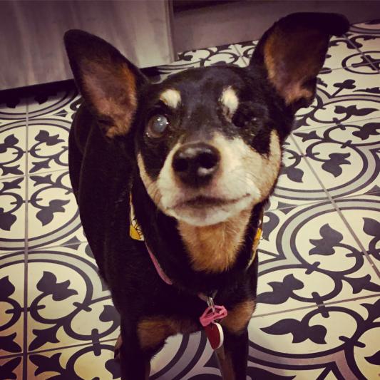 Ruby eagerly awaiting dinner