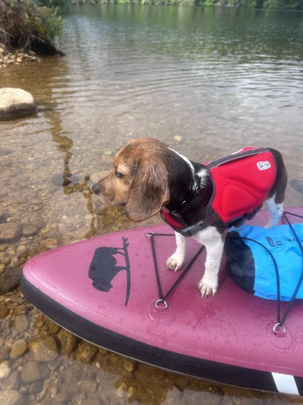 Beagle puppy trying out his life jacket on his first paddle board ride.