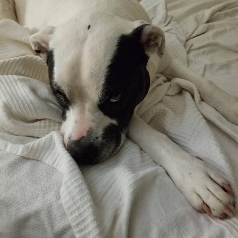 Nella's Snoot (to boop)