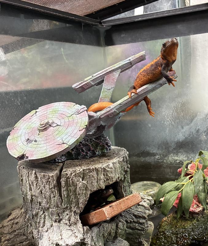 Where no salamander has gone before