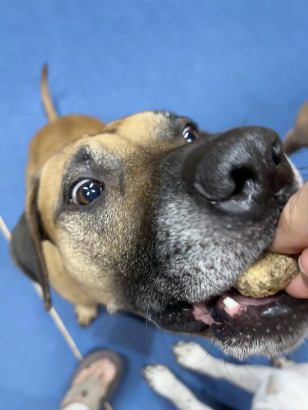 Rescue Pack Approved!