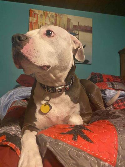 She loves wearing her collar