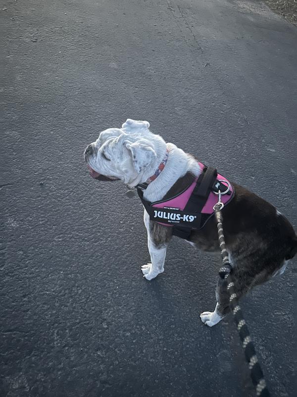 Julius K9 Harness Bulldog French Bulldog Julius K9 Size Sale