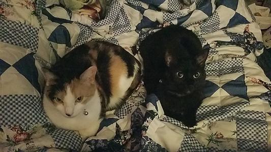 Luna and tinker