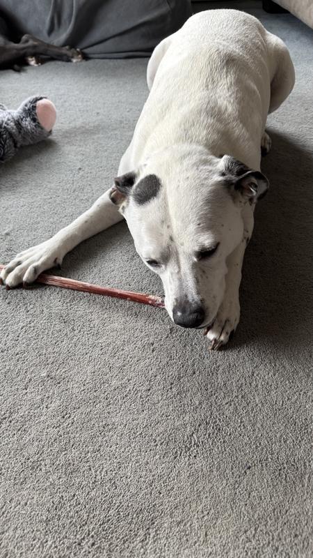 Molly, 50#, slow and steady