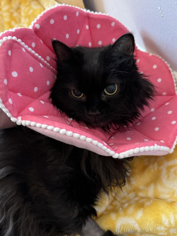 SUNGROW PostSurgery Soft Cone Dog & Cat Recovery Collar, Pink, Medium