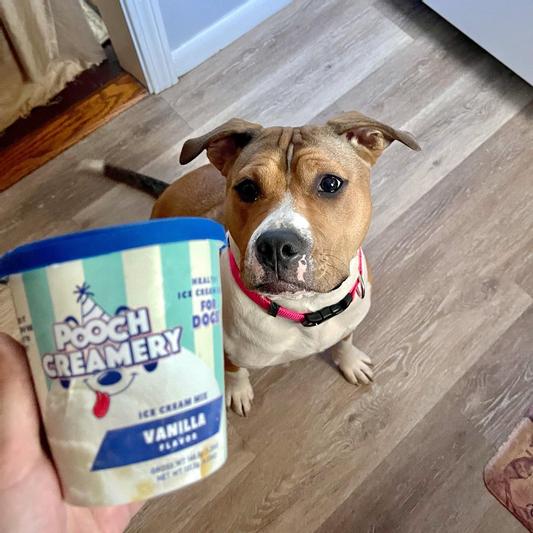 POOCH CREAMERY Peanut Butter Flavor Ice Cream Mix Dog Treat, 5.25-oz cup 