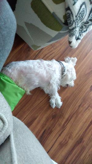 Archie, Napping & Wearing his Seresto Collar