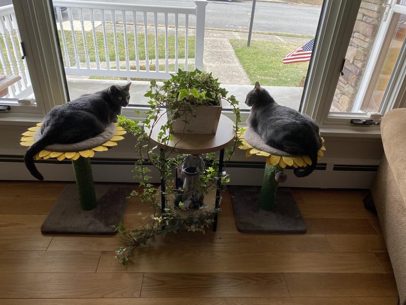 Enjoying our sunflower trees!