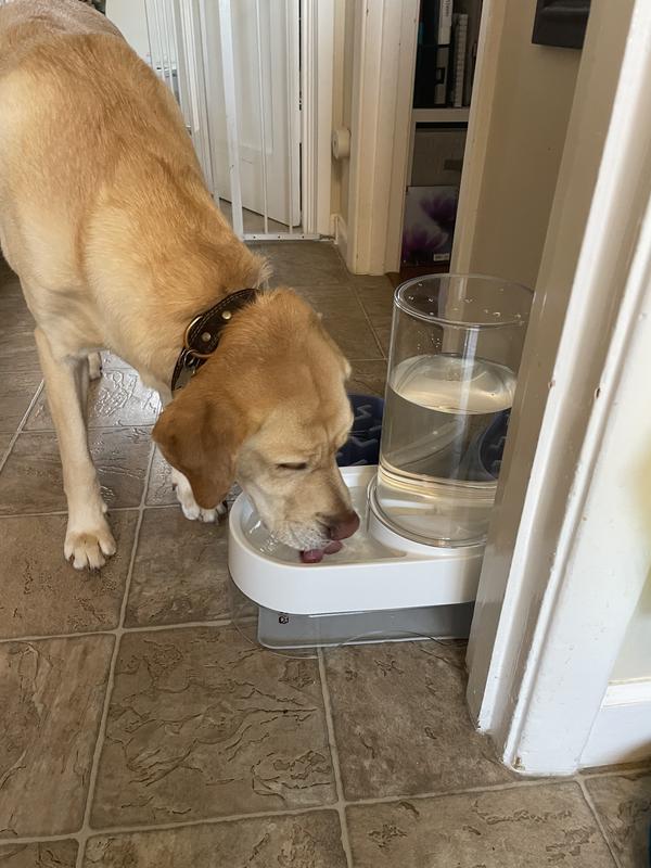 RICHELL Elevated Gravity Water Dispenser Dog & Cat Bowl, Black, 1gal