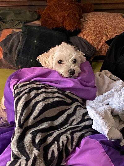 A happy Maltipoo
