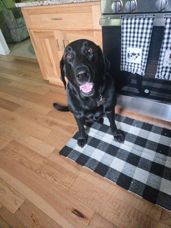 Bishop sitting get by the cupboard where his Chicken breast treats are kept!!