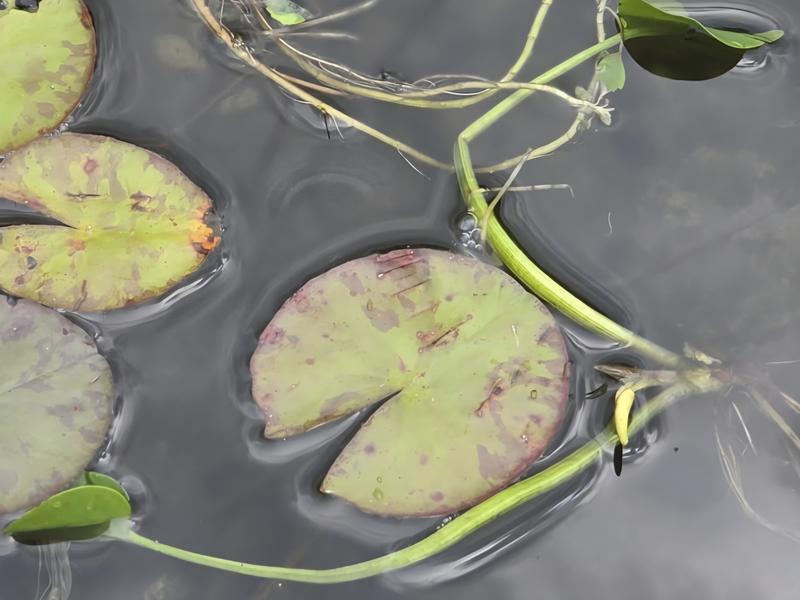 Close up of plant 1 (large round leaves are established water lilies)