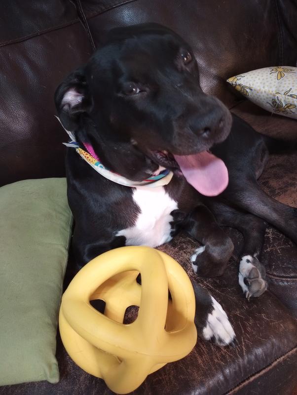 A big ball for big dogs!