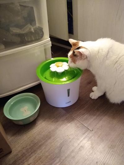 Petit recommends back up water bowl at first. She had no problem!