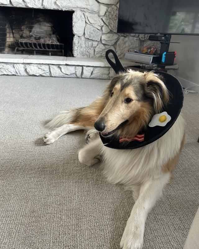 Breakfast Skillet Dog Costume