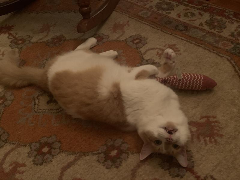 Arlo and his Weed Fish