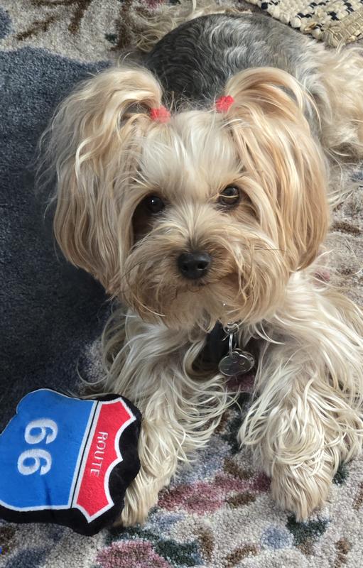 Let's go traveling on Route 66 mom!