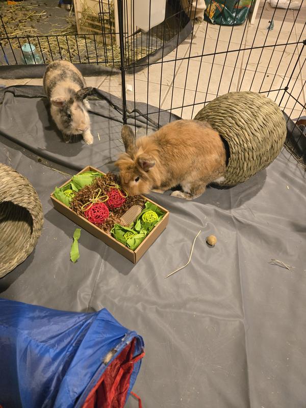 Seven month old bunnies playing!!