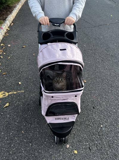 Paws & pals jogger clearance folding dog & cat stroller