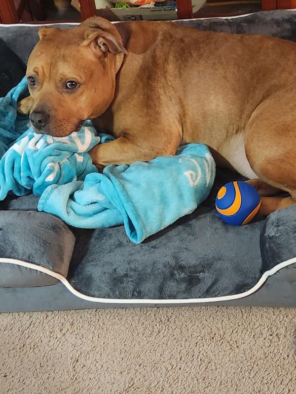 All tuckered out after playing with my Chuckit ball!