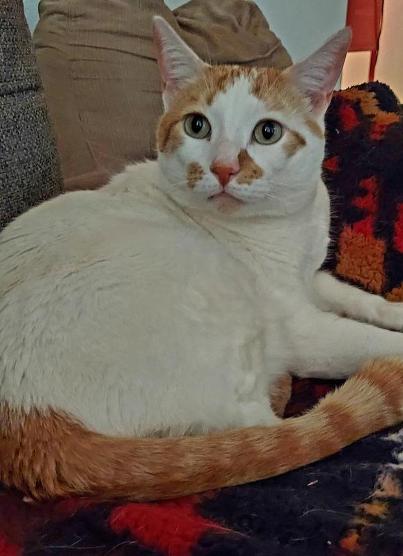 Anubis our gorgeous male cat.