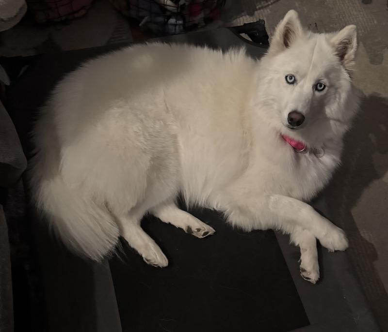 Nulo keeps her fur so healthy looking