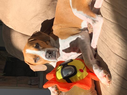 FRISCO Summer Fun Plush Sun Dog Toy - Chewy.com