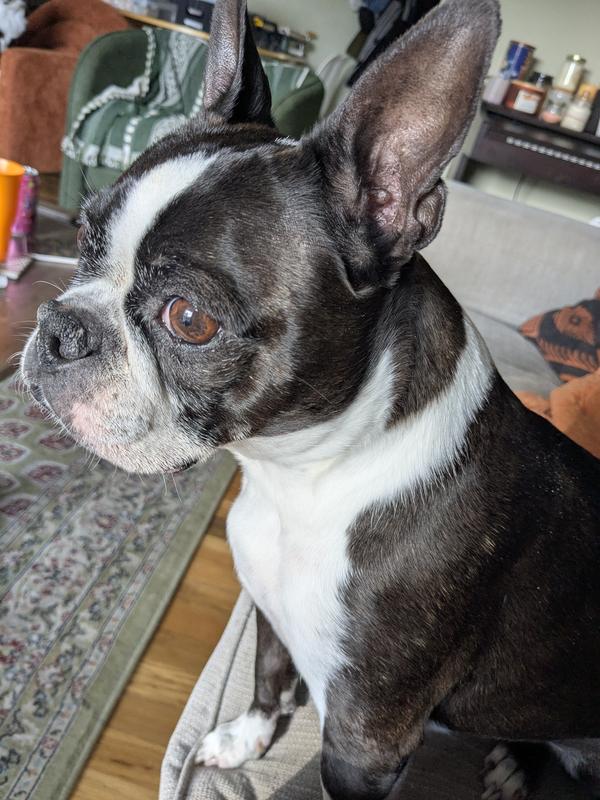 On the lookout for prowlers