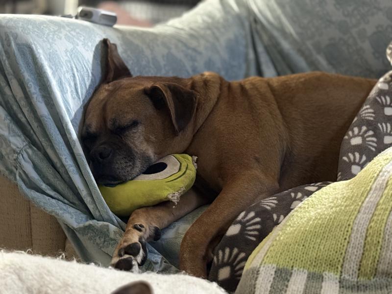 Bolt boltsee taking a nap with his Mike Mike.