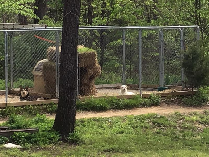 Our senior dogs, Lucius and Dusty