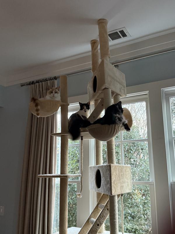 Great vantage point for happy cats