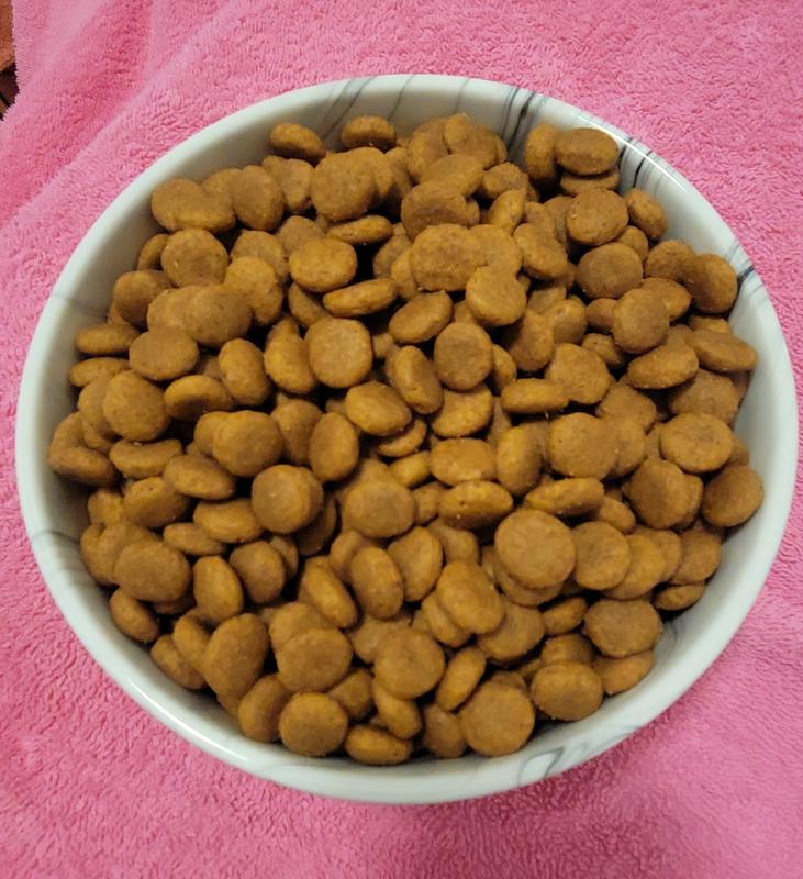 5 c. of kibble nearly overflows