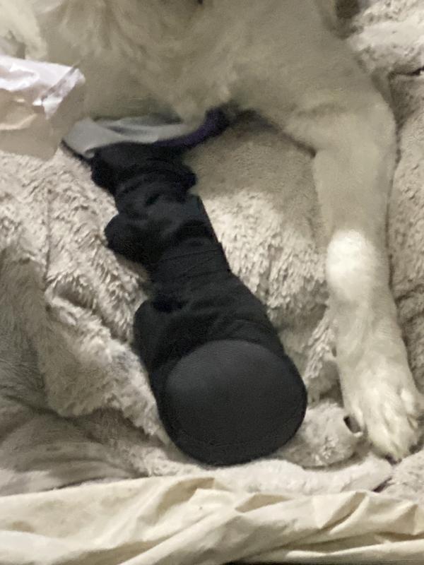 See how it flipped around on the paw part from walking