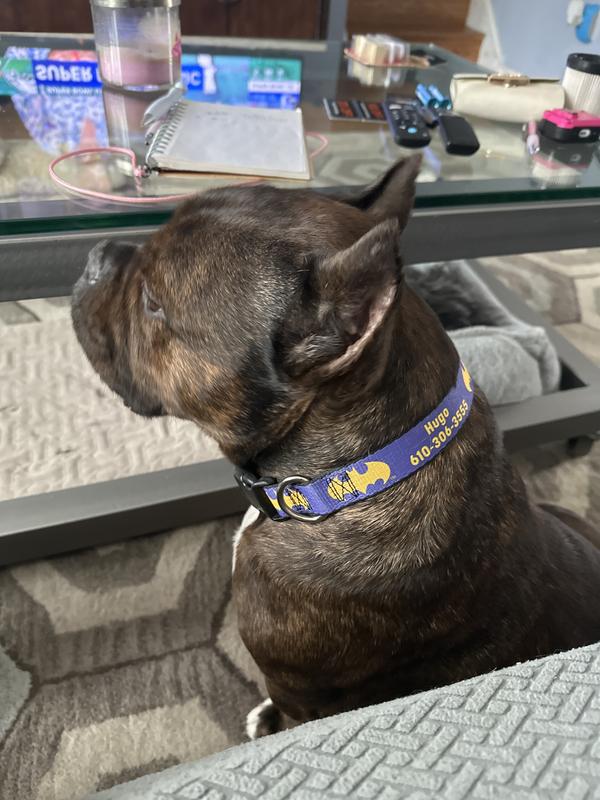 Bat man collar for his bat man ears!