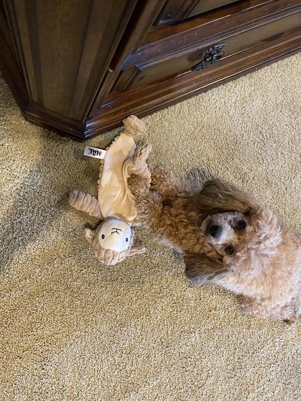 Dixie and her favorite toy!