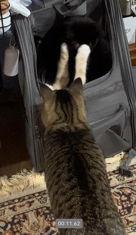 safe and fun carrier