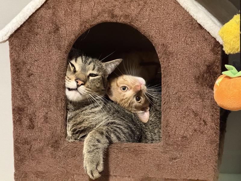 Our new member interrupting his brothers nap. Lol