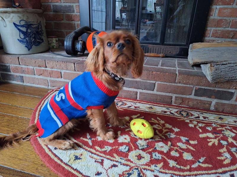 Spirit the Buffalo Bills fan