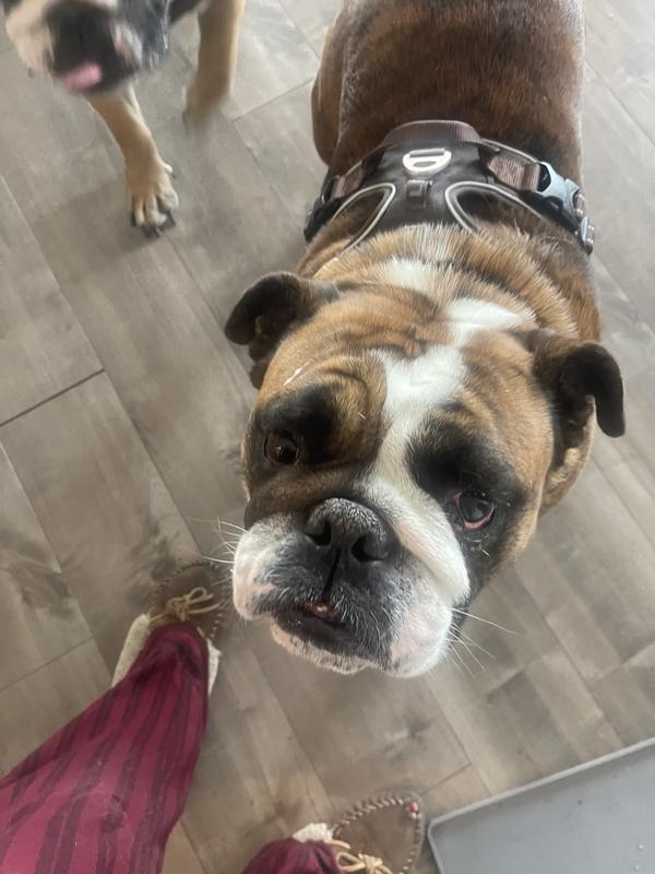 Archie is more subdued than his brother but wears it well.