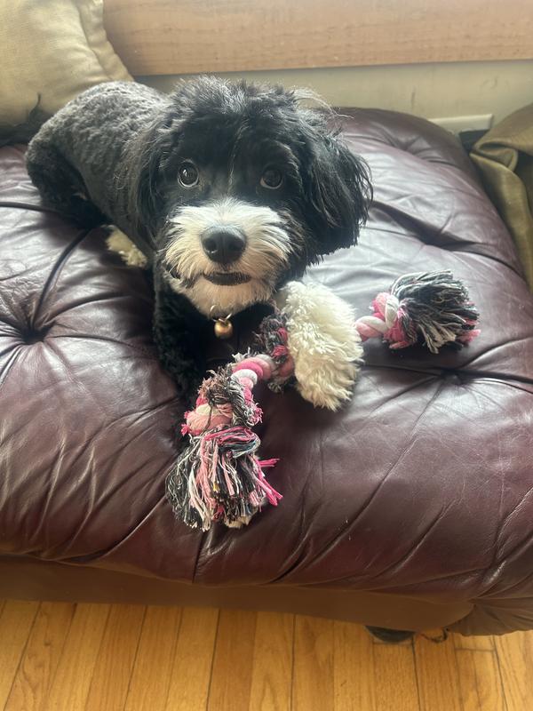 Happy because he likes this toy.