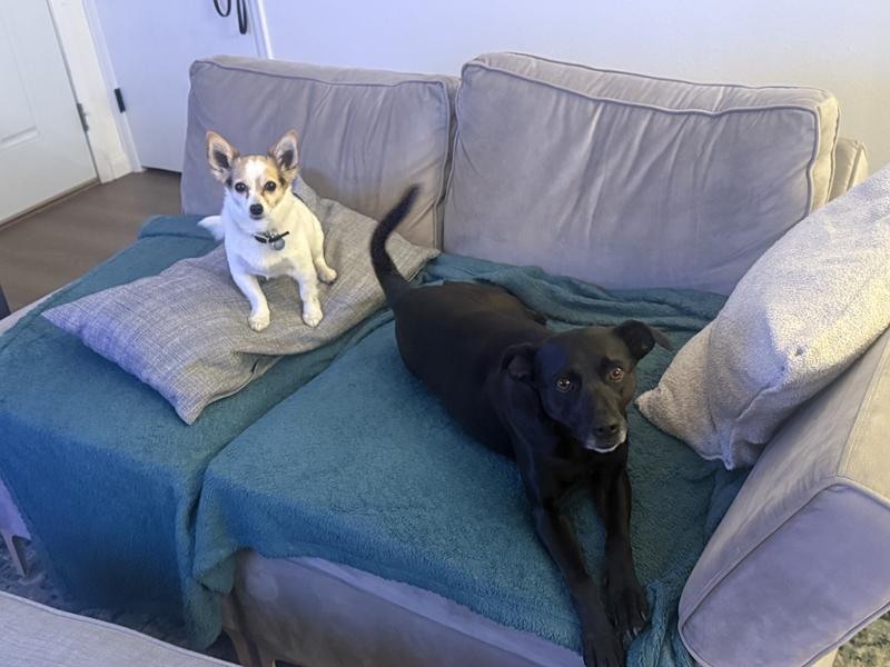 The 2 dogs who tested out the bags!