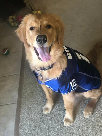 Brady dog jersey hotsell