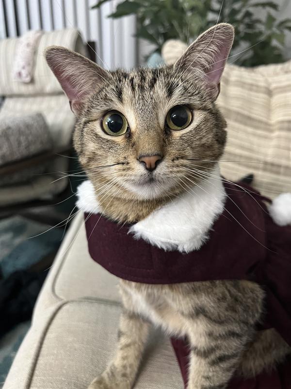 Straps are a little big big